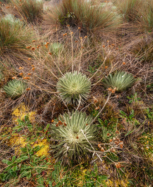 frailejon植物的纹理和特写照片。安第斯山脉的本土植物。色彩鲜艳的特有物种。哥伦比亚生物多样性的例子。图片下载