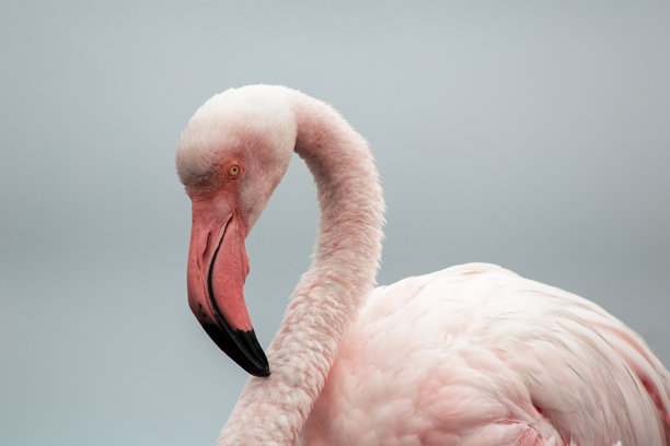 一只雄伟的火烈鸟在晴朗的蓝天背景下的特写。这张细致的照片突显了鸟类鲜艳的粉色羽毛和优雅的姿态，非常适合野生动物、自然和保护项目。图片下载