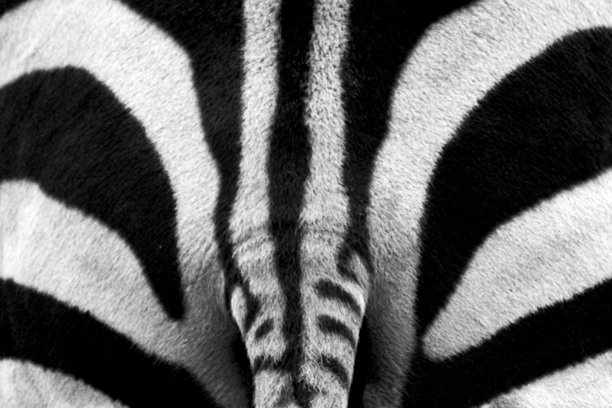 黑白照片中的斑马背面图片下载