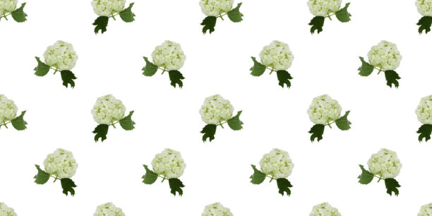 白色背景上孤立的无缝模式的欧洲荚蒾图片下载