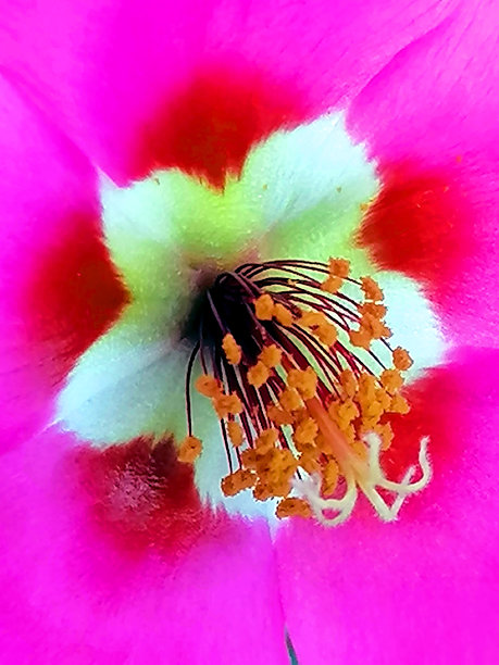 苔藓玫瑰的库存照片。马齿苋花的特写库存照片。大花马齿苋的库存照片。紫色花朵的抽象库存照片。花卉特写背景的库存照片。马齿苋的特写库存照片。图片下载
