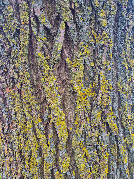 诺丁汉郡的树干特写照片图片下载