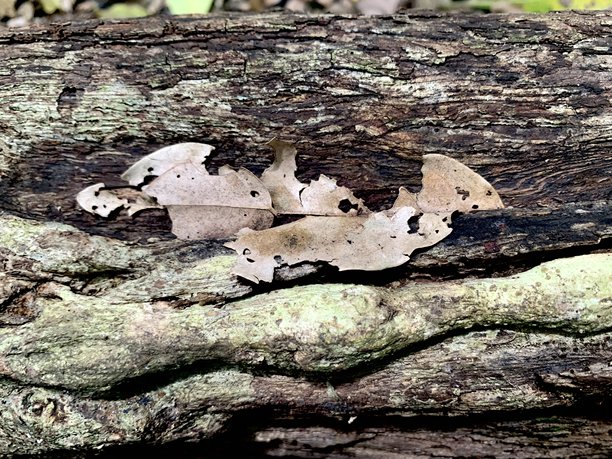 自然色彩背景图片图片下载