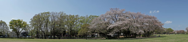 公园的全景照片图片下载