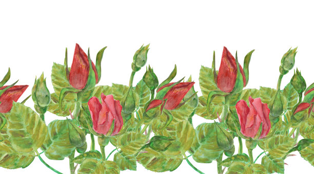 水彩红玫瑰花横向边框。无缝图案。重复设计。非常适合婚礼邀请、贺卡、文具。手绘花卉插图，独立于白色背景。图片下载