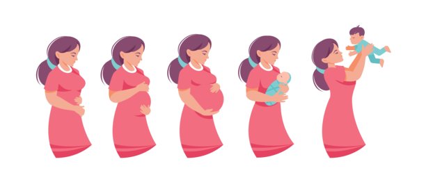 怀孕阶段。怀孕发展。卡通日历概念，展示孕妇身体的变化。不同肚子大小的女性和新生儿。矢量插图。图片下载