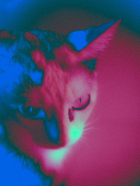 霓虹色猫咪的抽象艺术照片，适合用作背景。图片下载