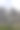 这张照片捕捉了花海的空灵之美，雾气在其后缓缓弥漫。图片下载