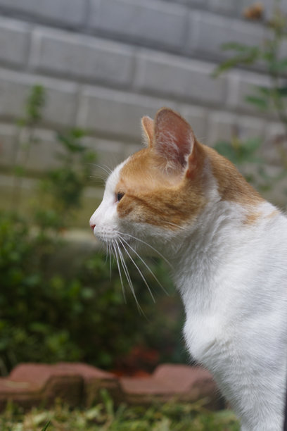 可爱的白猫宠物照片图片下载