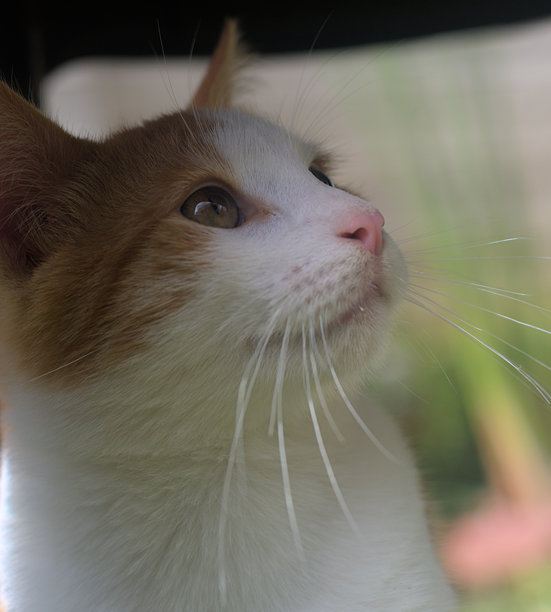 美丽的黄色和白色猫咪的面孔照片图片下载