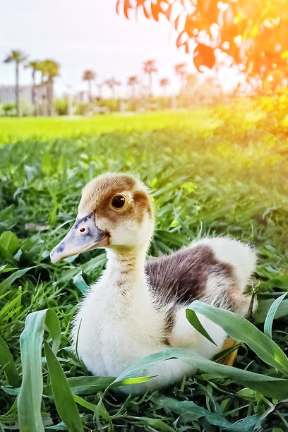 可爱的小鸭子坐在阳光明媚的日子里的绿草上。竖版照片。图片下载