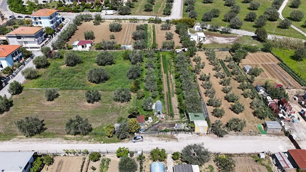 一张航拍照片展示了种植橄榄树的农田和住宅建筑。图片下载