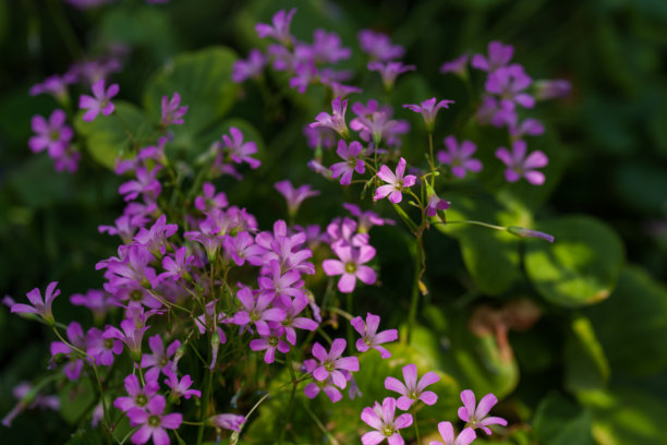 春天盛开的可爱酢浆草（Oxalis debilis）花的特写照片图片下载