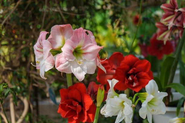 春天盛开的五彩缤纷的颠茄（阿马丽莉斯）花的特写照片图片下载