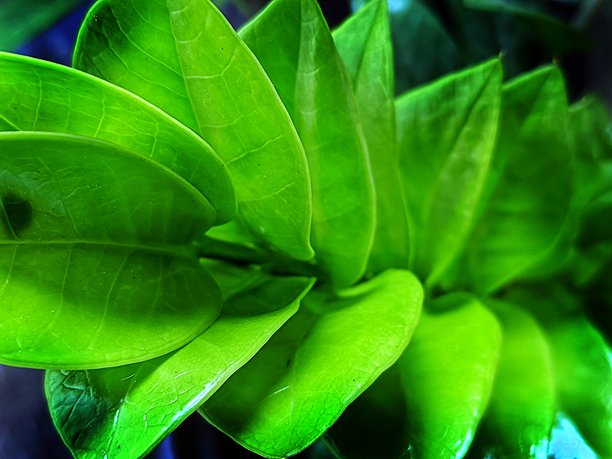 特写照片，抽象构图的新鲜光泽热带绿叶图片下载