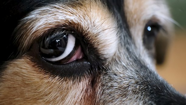 街头狗眼睛的特写，充满灵魂的凝视。悲伤的眼神，忧伤的目光。高质量照片。图片下载