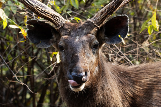 雄性水鹿（Rusa unicolor）特写头部照片，带有角。图片下载