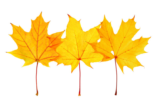 自然季节的黄色秋叶，孤立在白色背景上，剪切设计物体，俯视自然照片，特写秋季枫树叶片纹理有机形状图片下载