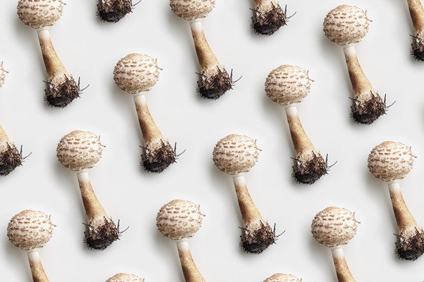 新鲜采摘的蓬松伞菇在白色背景上的最小重复图案，森林蘑菇。自然野生蘑菇常见真菌。美学俯视照片，秋季季节性静物。图片下载