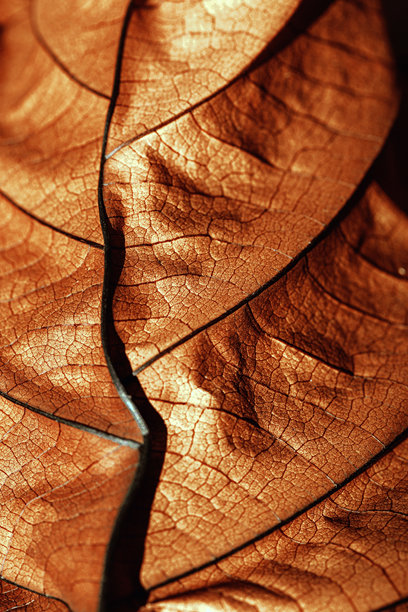 秋季干叶纹理背景。宏观照片展示了复杂的棕色纹理，枯萎的自然叶片在阳光下，暗影交错。温暖秋季色调中的叶脉图案，浅景深。图片下载