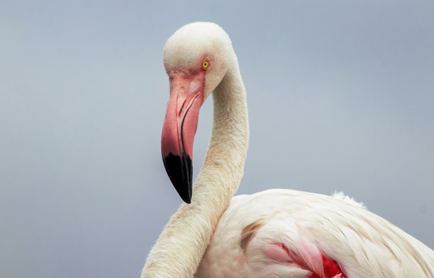 一只雄伟的火烈鸟在晴朗的蓝天背景下的特写。这张细致的照片突出了鸟类鲜艳的粉色羽毛和优雅的姿态，非常适合野生动物、自然和保护项目。图片下载