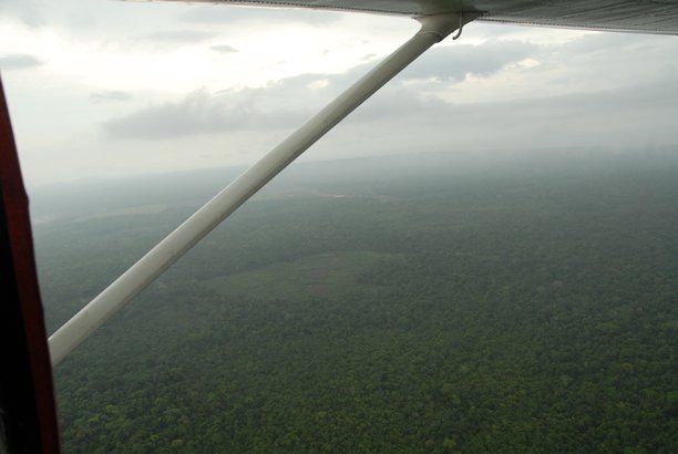 伯利兹南部托莱多区的雨林树冠在薄雾中俯瞰，绿树成荫，照片由轻型飞机拍摄。图片下载