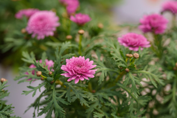 春天盛开的紫色菊花特写照片图片下载