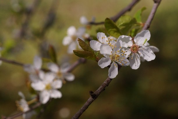 自然复苏；樱梅花的照片；Prunus cerasifera图片下载
