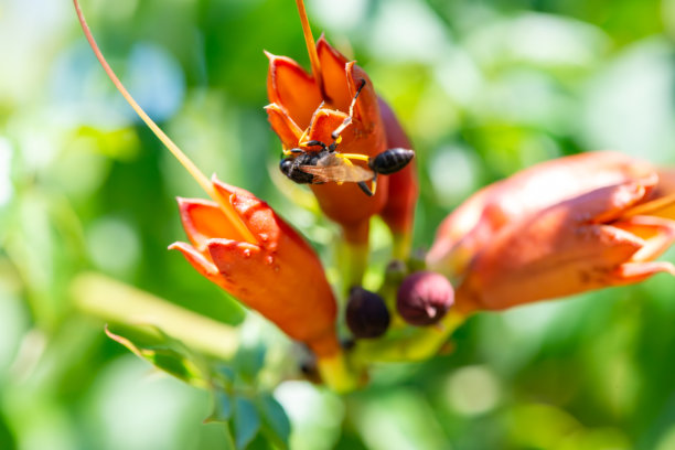 蜜蜂降落在喇叭花上的特写照片图片下载