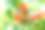 蜜蜂降落在喇叭花上的特写照片图片下载