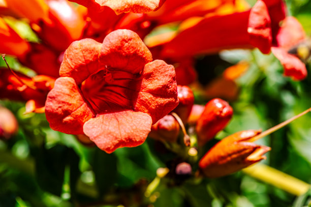 蜜蜂降落在喇叭花上的特写照片图片下载