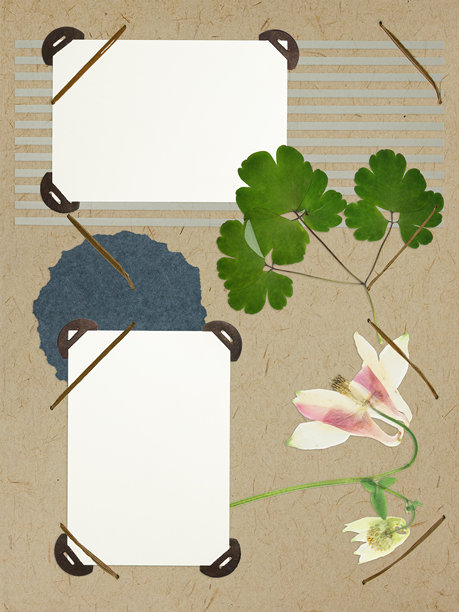 花朵和叶子，银莲花。带有花卉元素和相框的剪贴簿构图。故事页面。带有空相框的照片专辑布局。旧照片专辑的一页。图片下载