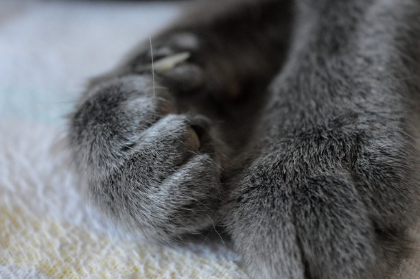 猫前爪的特写照片，灰色毛发、爪子、柔软度细节，猫科动物解剖，宠物护理产品，兽医或美容服务，可爱、放松的社交媒体内容，教育材料，爪子。图片下载