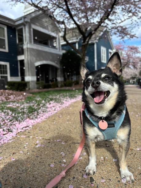 快乐的狗在樱花飘落的散步中，粉色花瓣，粉色牵引绳，蓝天。彩色库存照片。图片下载