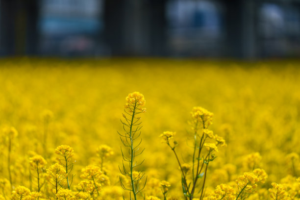 四月盛开的黄色油菜花特写照片图片下载