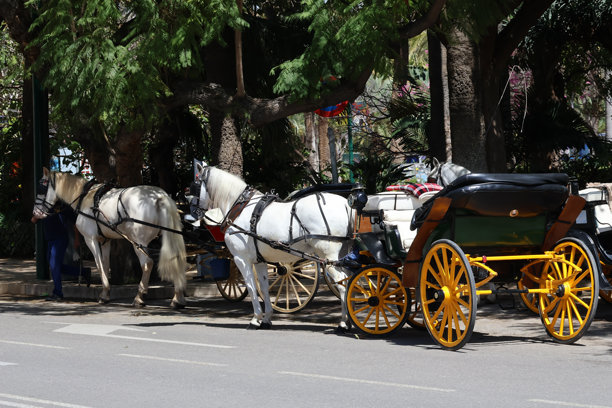 马车城市观光之旅，出租的马车和马的照片。在阳光明媚的日子里观光。图片下载