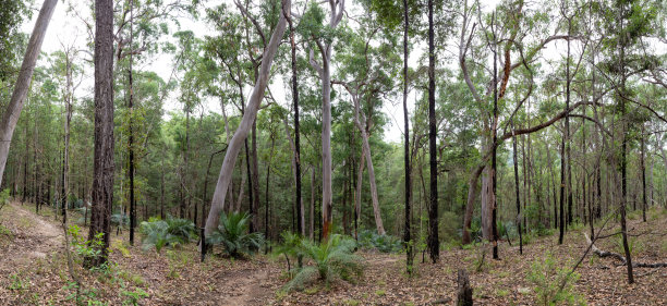 一幅宏大的全景照片展示了典型于新南威尔士州诺拉附近的库伦德尔营地地区的郁郁葱葱的澳大利亚森林，展现了高耸的桉树、茂密的灌木丛和宁静的自然氛围。图片下载