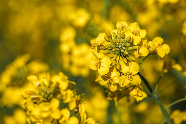 油菜花特写。盛开的油菜（Brassica napus）。油料作物，菜籽，油菜。盛开的黄色油菜花草甸。微距照片。图片下载
