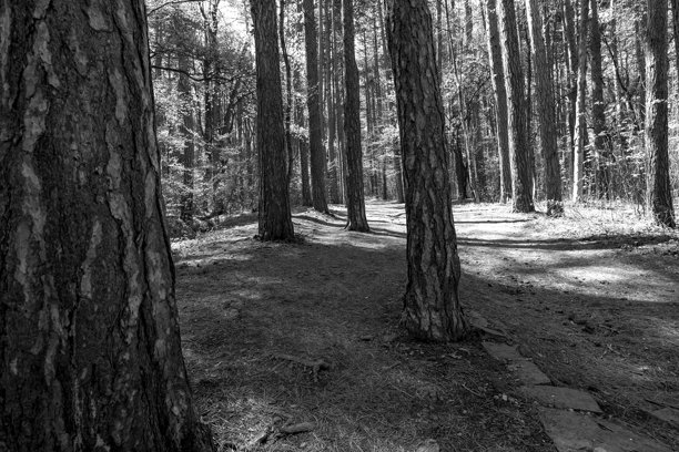 黑白照片的松树林图片下载