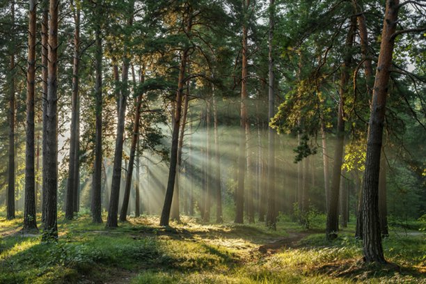 一张密集松树林的照片图片下载