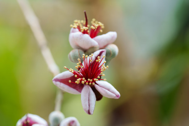 红番石榴树盛开的特写照片图片下载