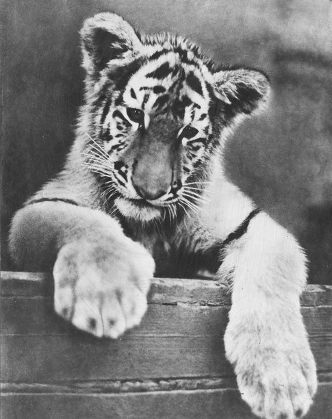 复古黑白照片中的小老虎图片下载