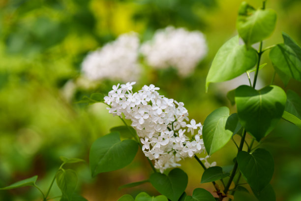 白色丁香（Syringa oblata var. dilatata）的特写照片，这是一种原产于韩国的植物，春天盛开。图片下载