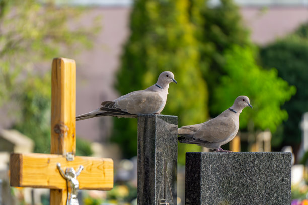 两只木鸽栖息在安静绿色墓地的墓碑上。背景中可见一座带耶稣像的木十字架。照片捕捉了这个纪念地点宁静而沉思的氛围。图片下载