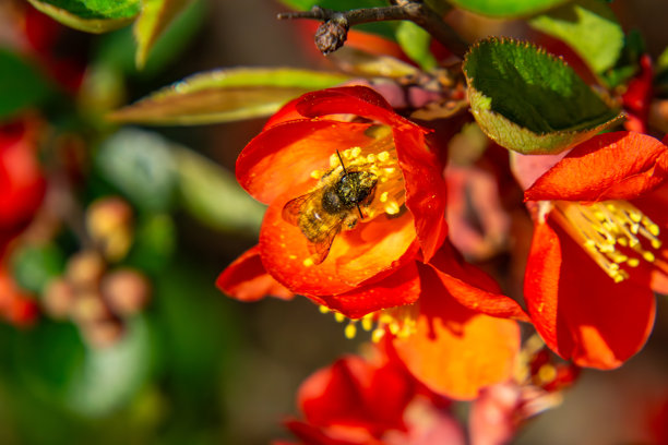蜜蜂在鲜红的榅桲花上采集花蜜的特写镜头。背景中模糊的绿色和红色叶子形成了自然多彩的背景。照片捕捉了春天美丽光线下的授粉瞬间。图片下载