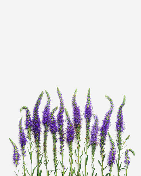 生动的紫色堇菜花朵与绿色叶子在白色背景上的简约俯视图，图形美学花卉布局照片。美丽的自然静物，植物质感。图片下载