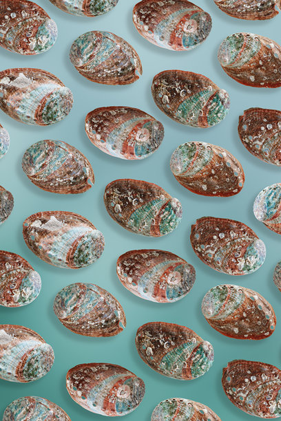 蓝色背景上的鲍鱼贝壳图案，极简风格的彩色虹彩贝壳照片，有机形状纹理，海洋生物与自然环境概念，中性色调的自然色彩图片下载