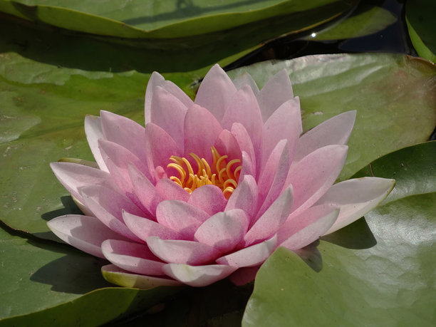 一朵部分绽放的水 lily 静静地漂浮在平静的浅水中，周围环绕着漂浮的绿色叶子。这张户外照片捕捉到了花朵在自然光下的粉色调。图片下载