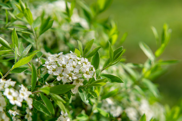 海石榴。是一种开着小白花的灌木，花朵密集地聚集在一起。植物周围环绕着浓密的绿色叶子。照片是在自然光下拍摄的。图片下载