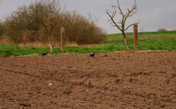 这张照片描绘了早春的乡村风景。前景是一片耕作过的田地，棕色的土壤延伸开来，显示出犁的痕迹。两只黑色的乌鸦在田地上走动，寻找食物。图片下载